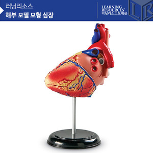 해부 모델 모형 심장 [LER3334]