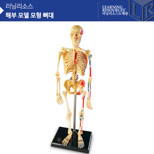 해부 모델 모형 뼈대 [LER3337]
