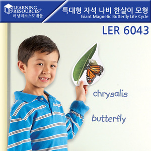 특대형 자석 나비 한살이 모형 / LER6043 / Giant Magnetic Butterfly Life Cycle