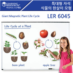 특대형 자석 식물의 한살이 모형 Giant Magnetic Plant Life Cycles [ler6045]